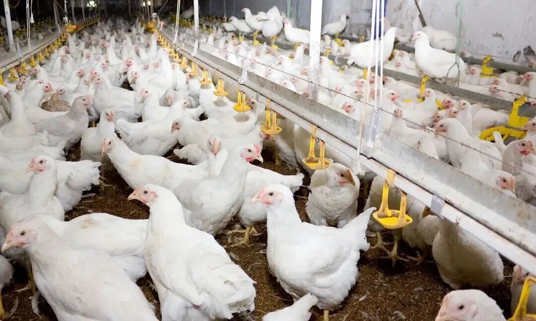 巴西牛肉在华市场份额与价格同步攀升  配额或提前用尽