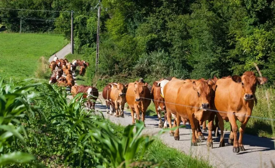 巴西牛肉在华市场份额与价格同步攀升  配额或提前用尽