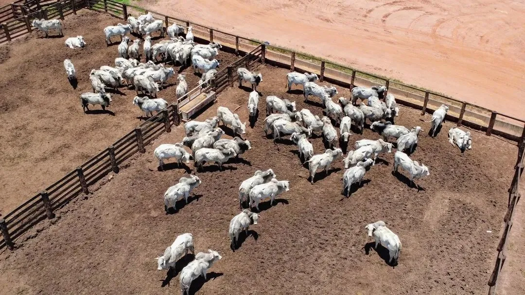 巴西牛肉在华市场份额与价格同步攀升  配额或提前用尽