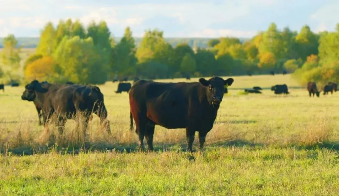 巴西牛肉在华市场份额与价格同步攀升  配额或提前用尽
