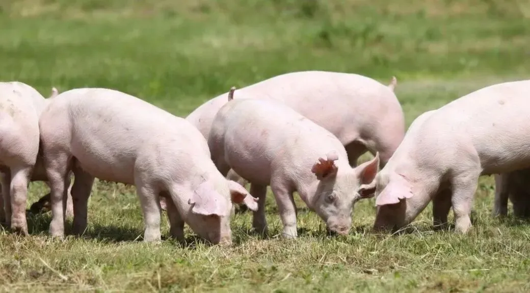 巴西牛肉在华市场份额与价格同步攀升  配额或提前用尽