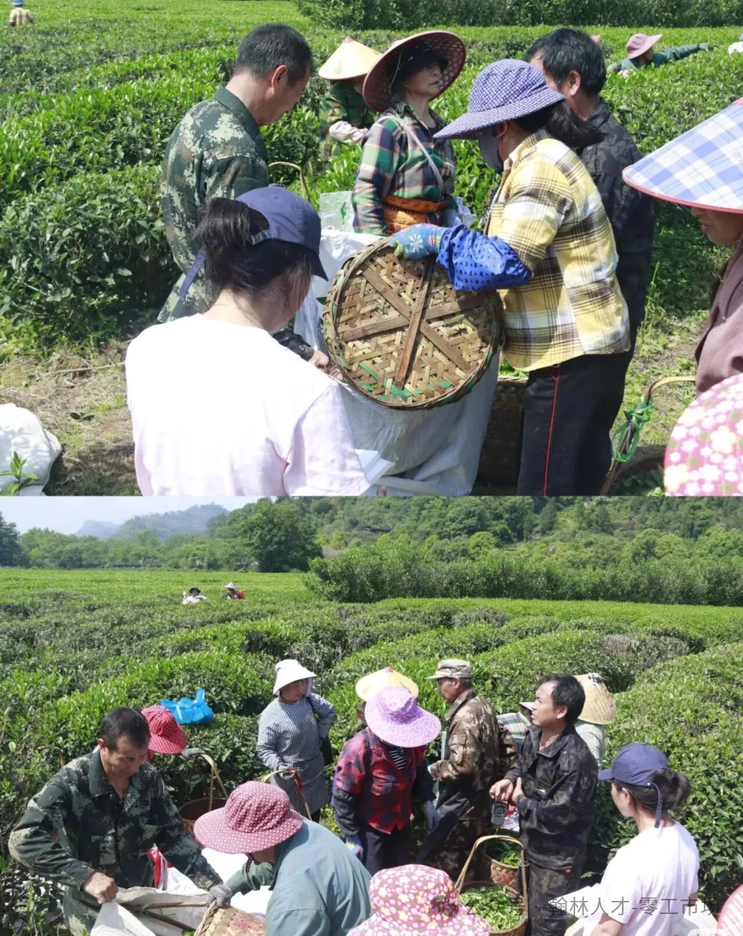 【急招采茶工】汉滨区零工市场(江南)站招聘大量采茶工