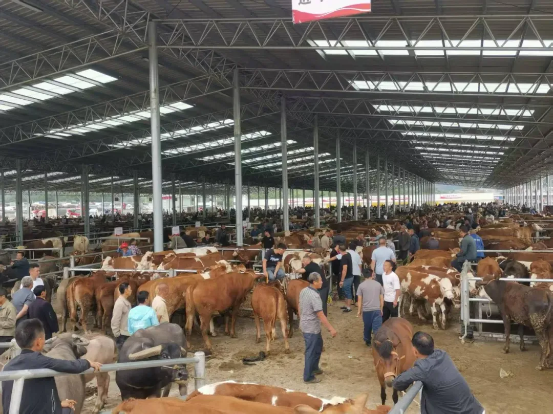 贵州黔西南:“黔牛”市场旺 肉香飘四方