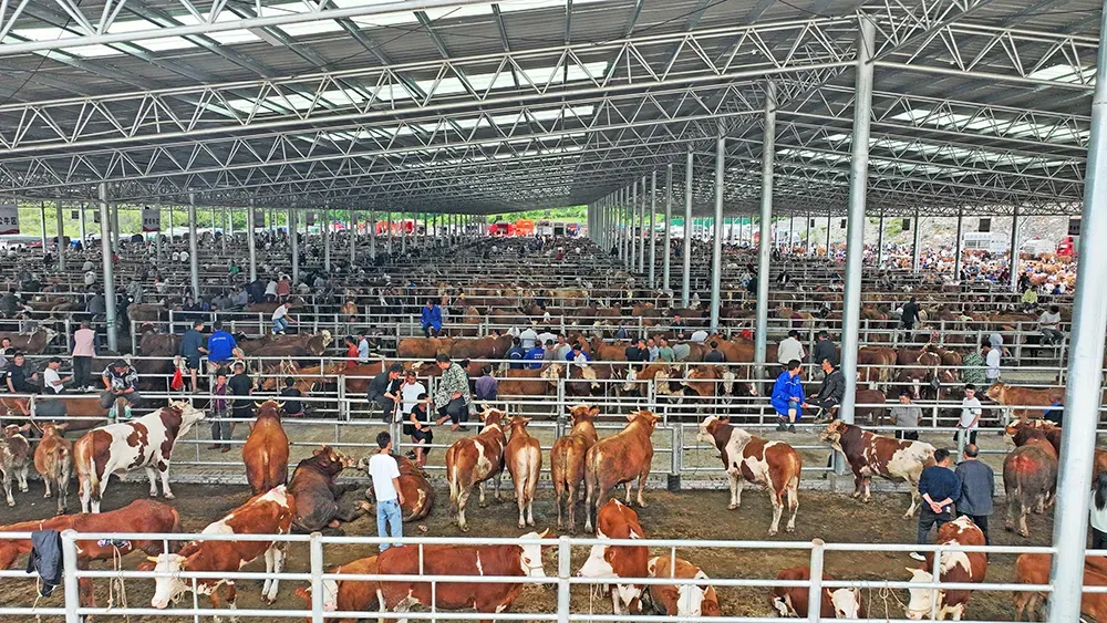 贵州黔西南:“黔牛”市场旺 肉香飘四方