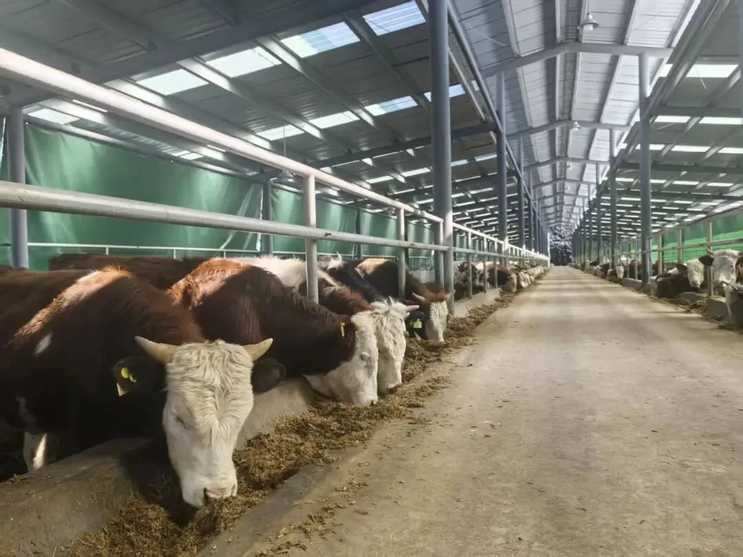 贵州黔西南:“黔牛”市场旺 肉香飘四方