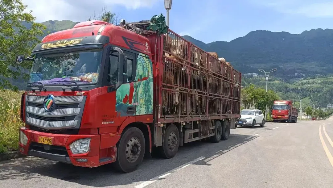 贵州黔西南:“黔牛”市场旺 肉香飘四方