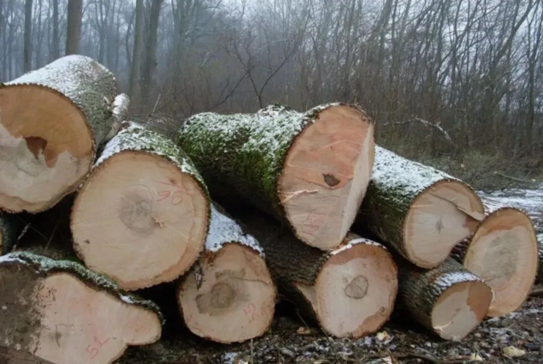 关税重压下越南木材突围:转向45国市场,绿色转型成破局关键