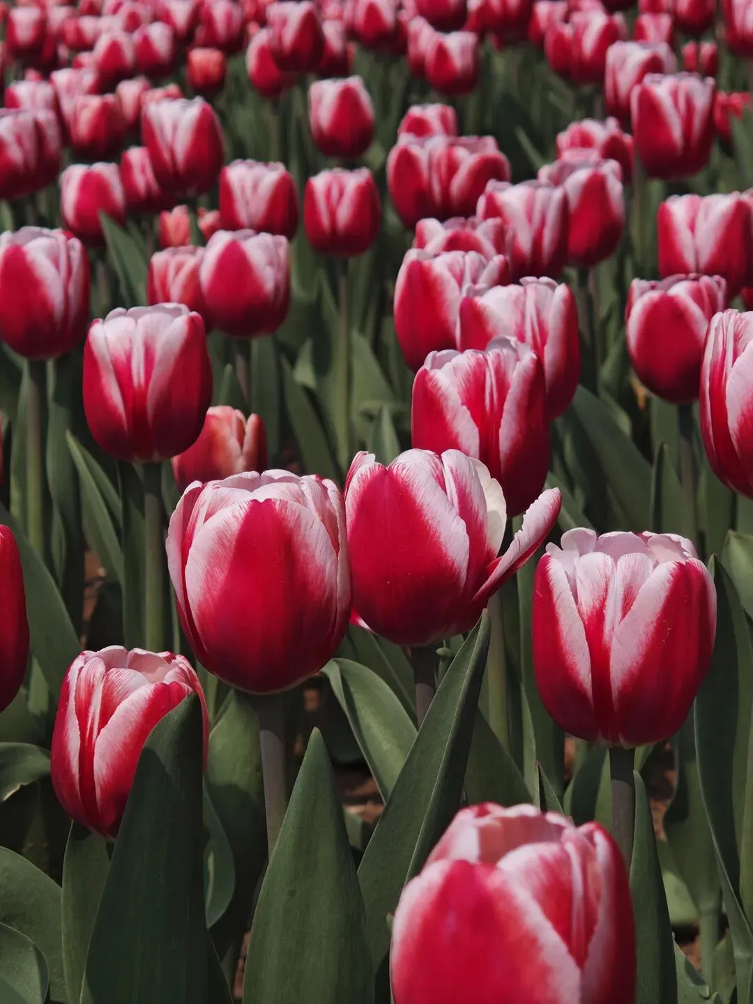 天天3.15,盘盘那些营销套路,中老年营养健康避坑指南