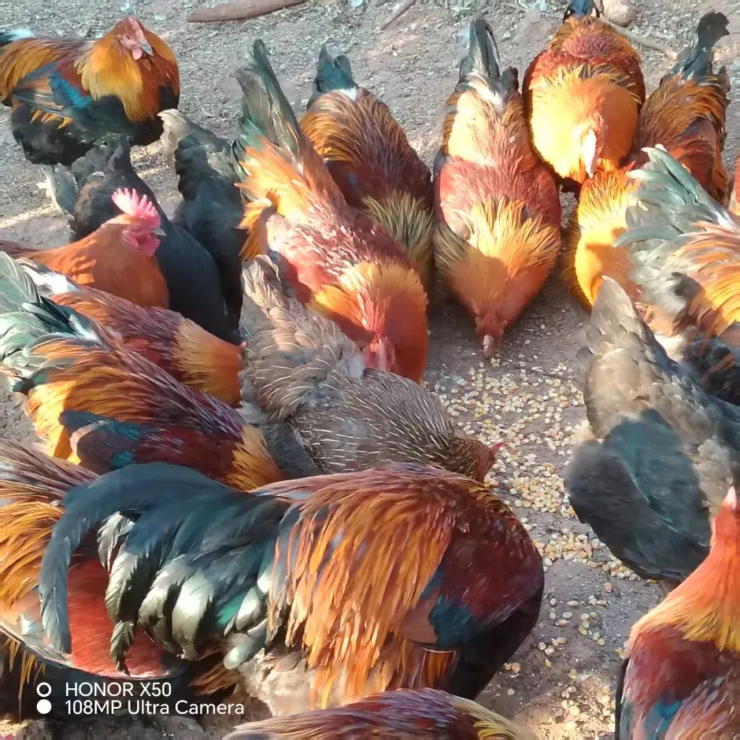 养鸡脱温期须过三关(昆明鸡市场参考3月24一27日)