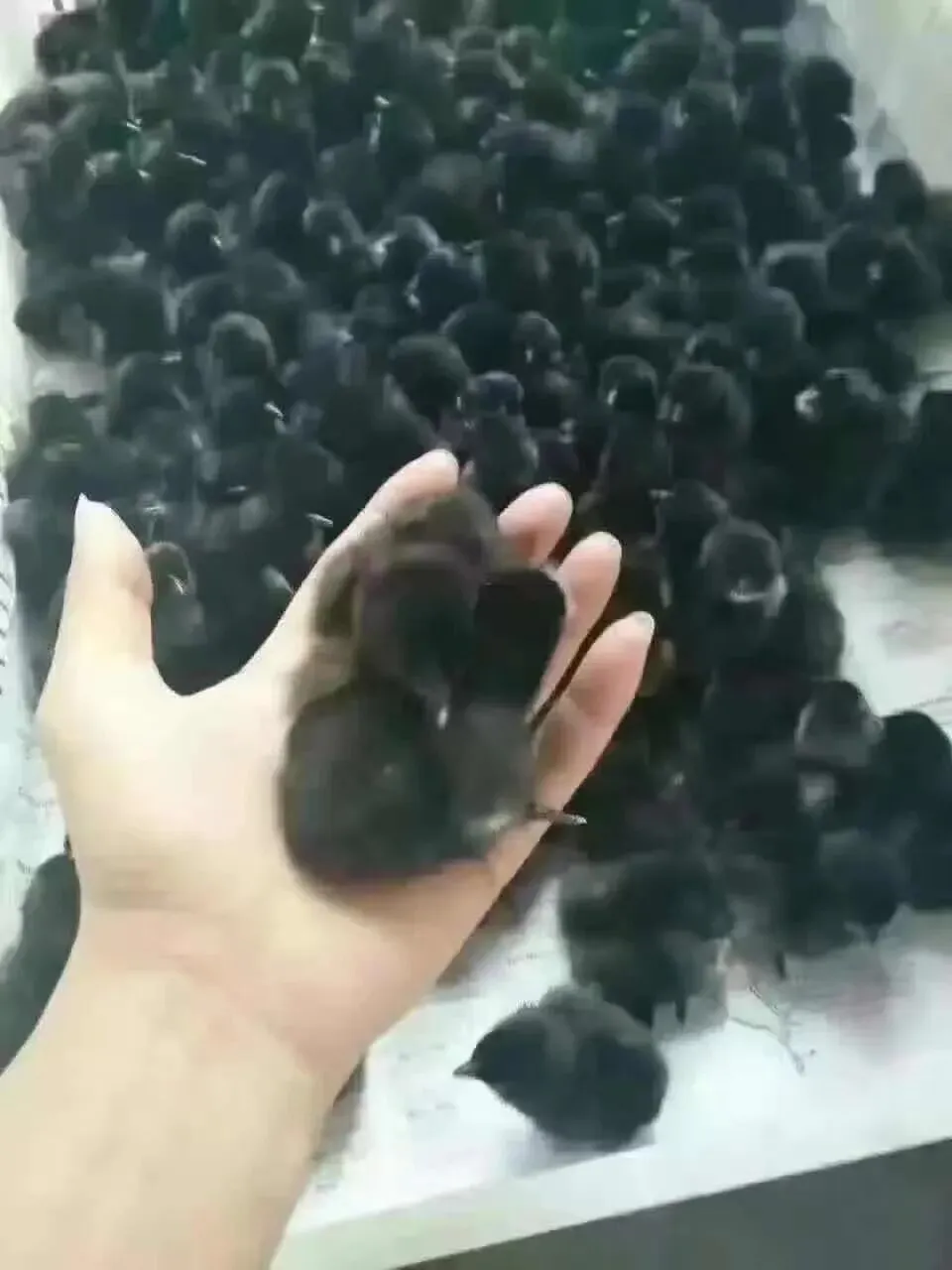 养鸡脱温期须过三关(昆明鸡市场参考3月24一27日)