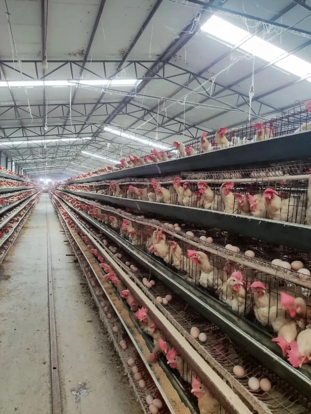 养鸡脱温期须过三关(昆明鸡市场参考3月24一27日)