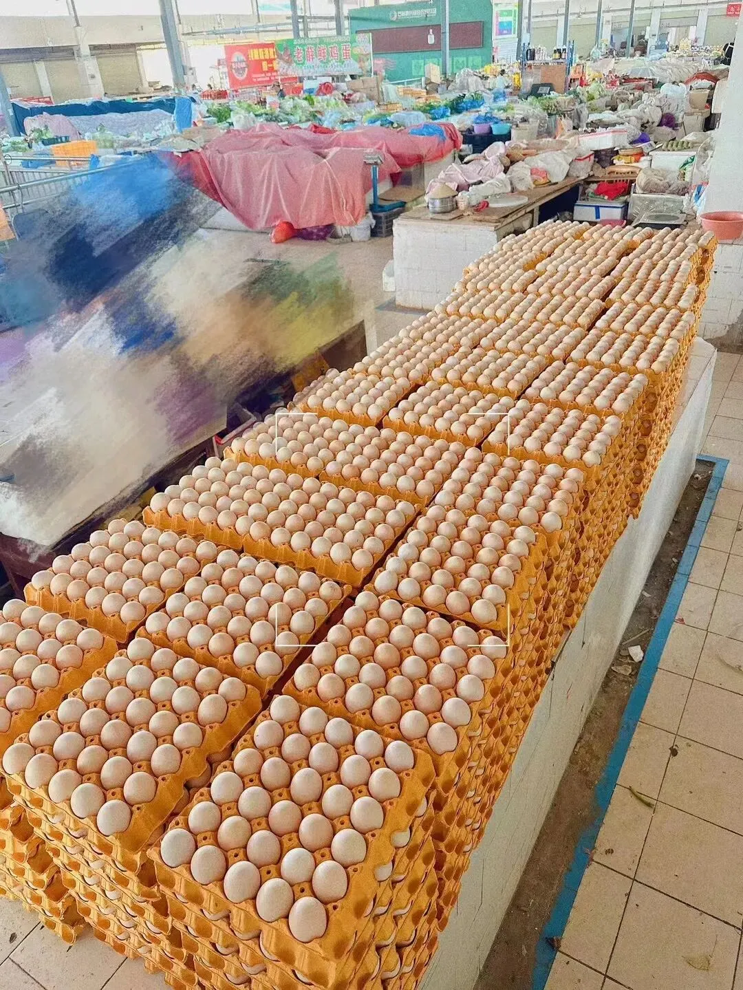 养鸡脱温期须过三关(昆明鸡市场参考3月24一27日)