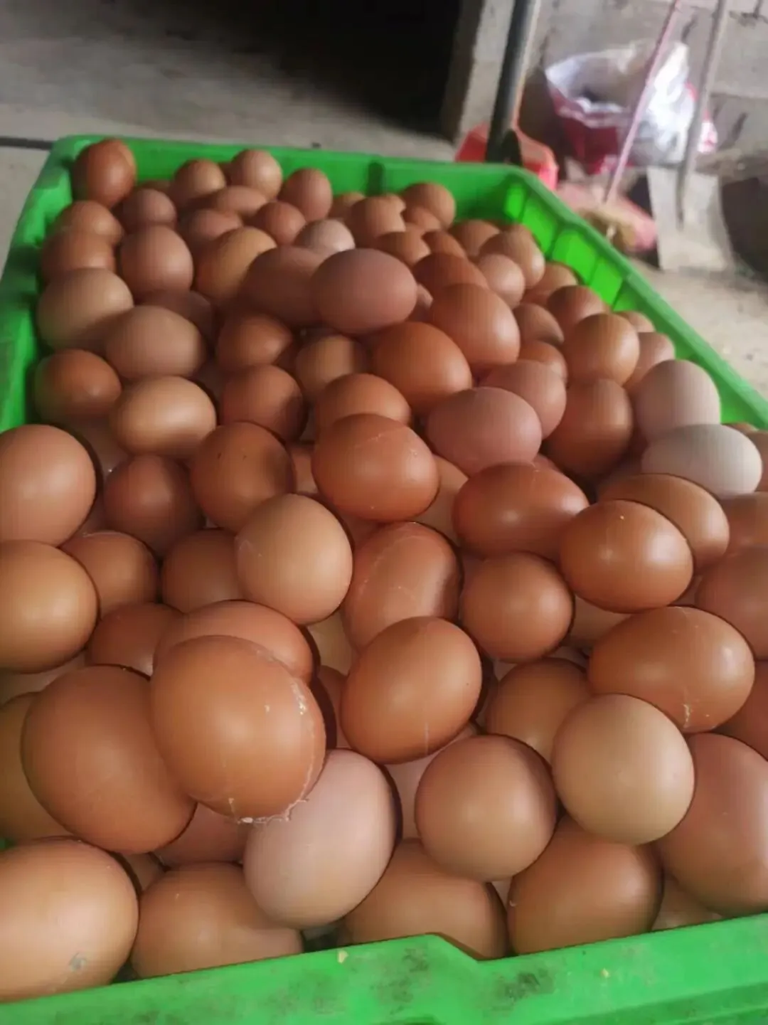 养鸡脱温期须过三关(昆明鸡市场参考3月24一27日)