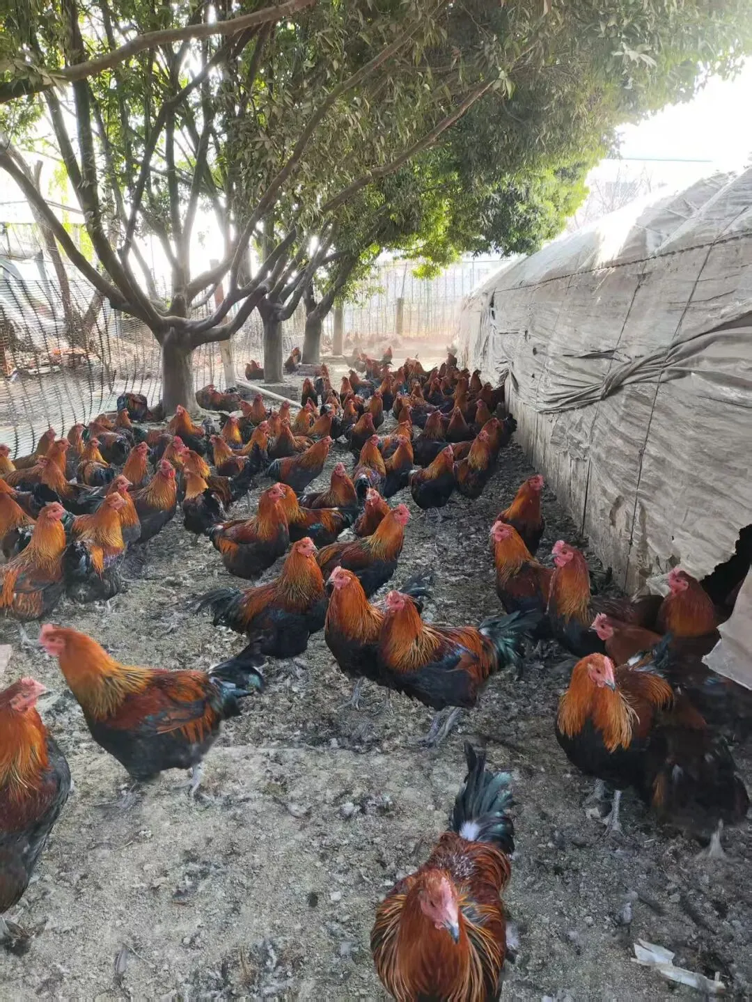 养鸡脱温期须过三关(昆明鸡市场参考3月24一27日)