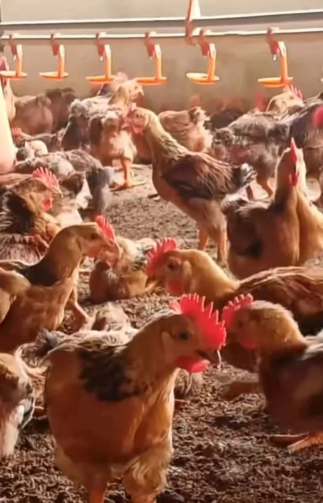 养鸡脱温期须过三关(昆明鸡市场参考3月24一27日)