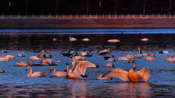 【山西市场网】朔州的春天,从桑干河的候鸟开始