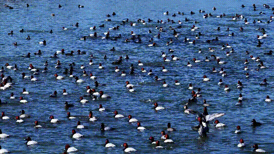 【山西市场网】朔州的春天,从桑干河的候鸟开始