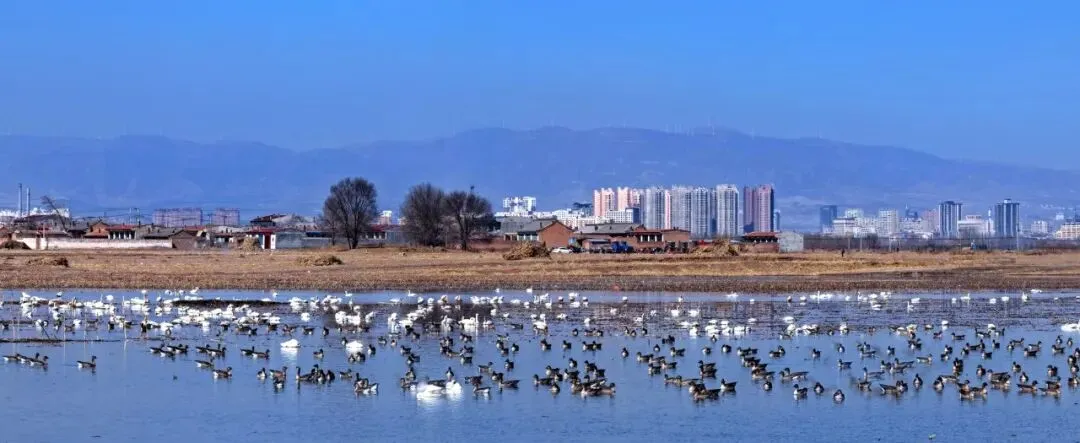 【山西市场网】朔州的春天,从桑干河的候鸟开始