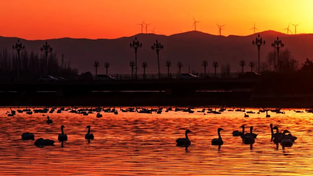 【山西市场网】朔州的春天,从桑干河的候鸟开始