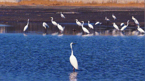 【山西市场网】朔州的春天,从桑干河的候鸟开始