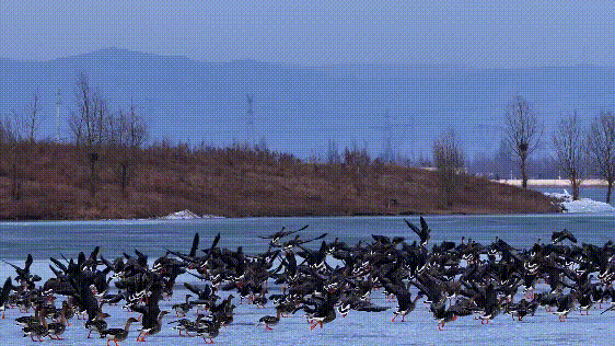 【山西市场网】朔州的春天,从桑干河的候鸟开始