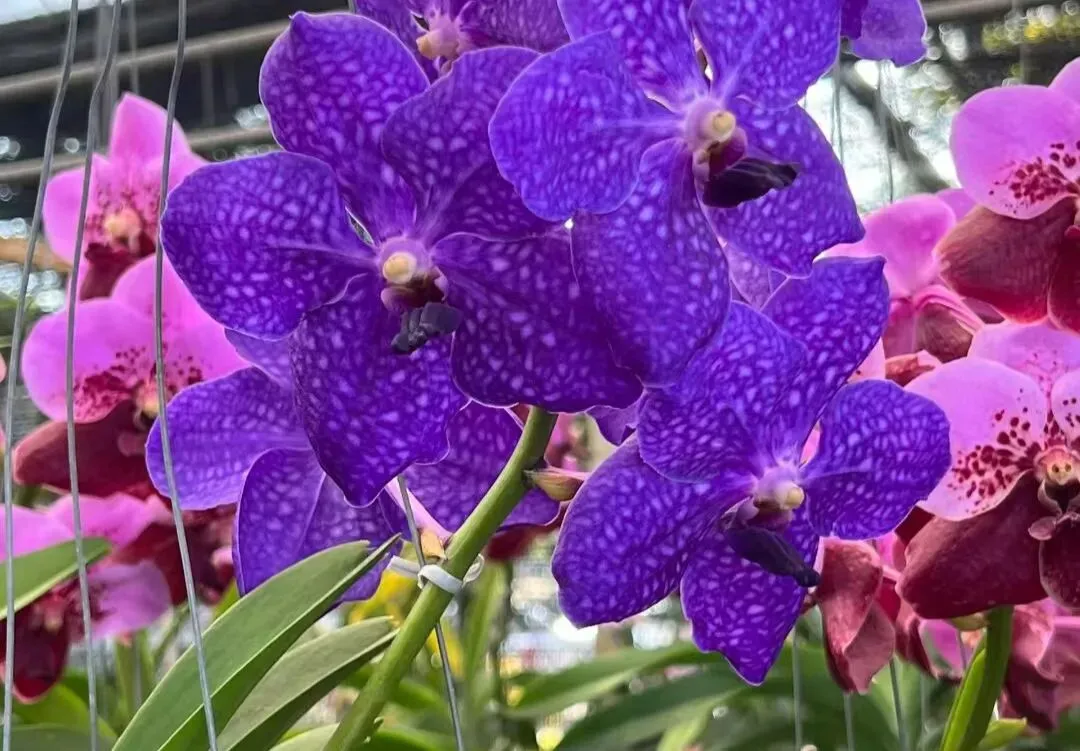 [猎头岗位急聘]海外营销副总裁