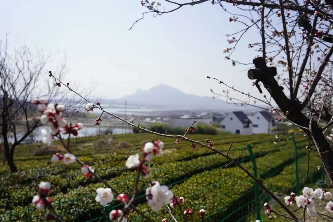 4月新市场启用!就在岚山这里→