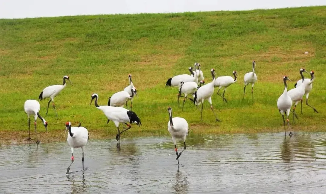 上海市场独家重磅推出《东极穿越北极》大型自驾,唯在黑龙江-2026不可复制的北境自驾史诗之旅!