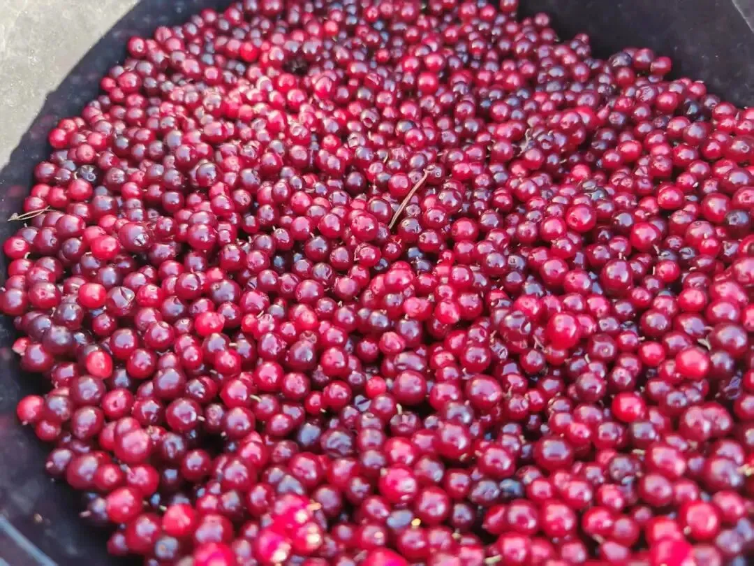 上海市场独家重磅推出《东极穿越北极》大型自驾,唯在黑龙江-2026不可复制的北境自驾史诗之旅!