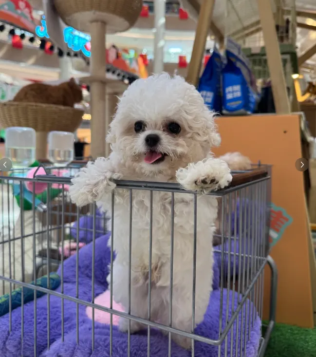 200+宠物大礼包|大型宠物活体市场开业啦!宠物摄影、免费疫苗、宠物运动会,超多福利等你来!