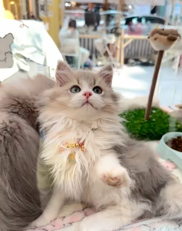 200+宠物大礼包|大型宠物活体市场开业啦!宠物摄影、免费疫苗、宠物运动会,超多福利等你来!