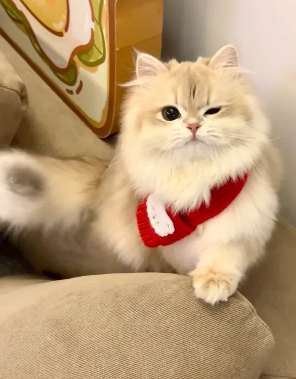 200+宠物大礼包|大型宠物活体市场开业啦!宠物摄影、免费疫苗、宠物运动会,超多福利等你来!