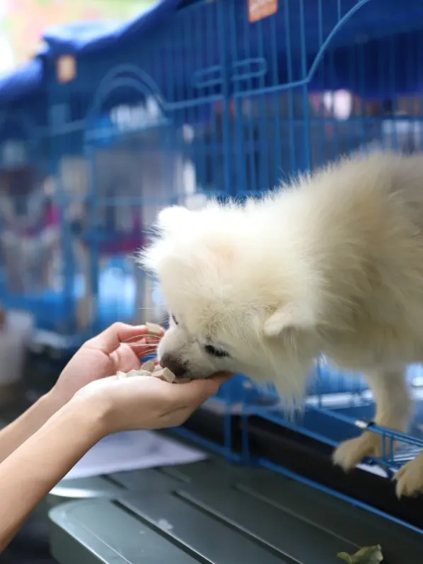 200+宠物大礼包|大型宠物活体市场开业啦!宠物摄影、免费疫苗、宠物运动会,超多福利等你来!