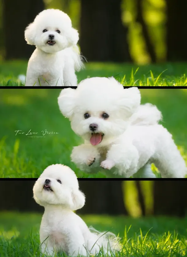 200+宠物大礼包|大型宠物活体市场开业啦!宠物摄影、免费疫苗、宠物运动会,超多福利等你来!