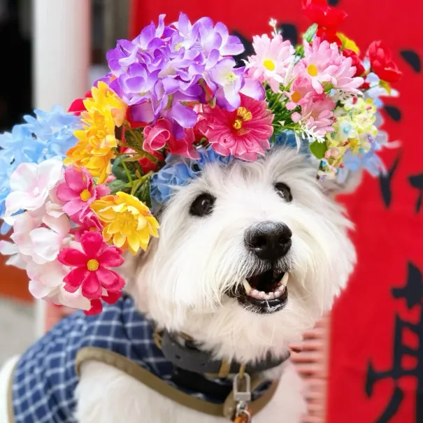 200+宠物大礼包|大型宠物活体市场开业啦!宠物摄影、免费疫苗、宠物运动会,超多福利等你来!