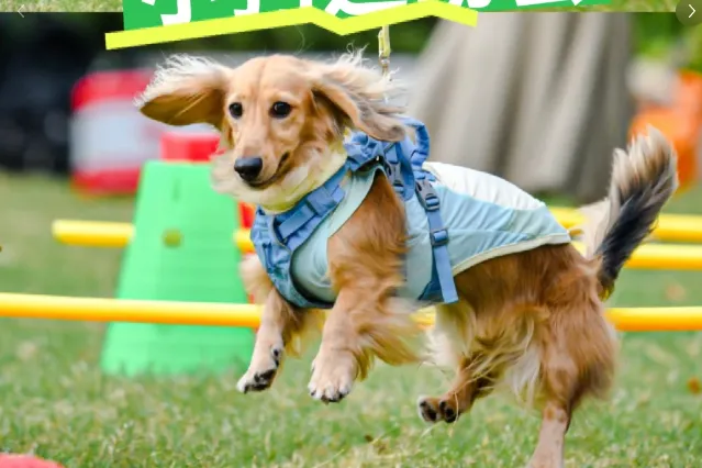 200+宠物大礼包|大型宠物活体市场开业啦!宠物摄影、免费疫苗、宠物运动会,超多福利等你来!