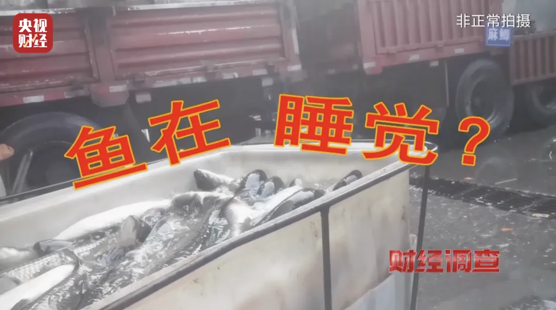 临沂强盛水产市场对“活鱼麻醉” 涉事商户被立案调查