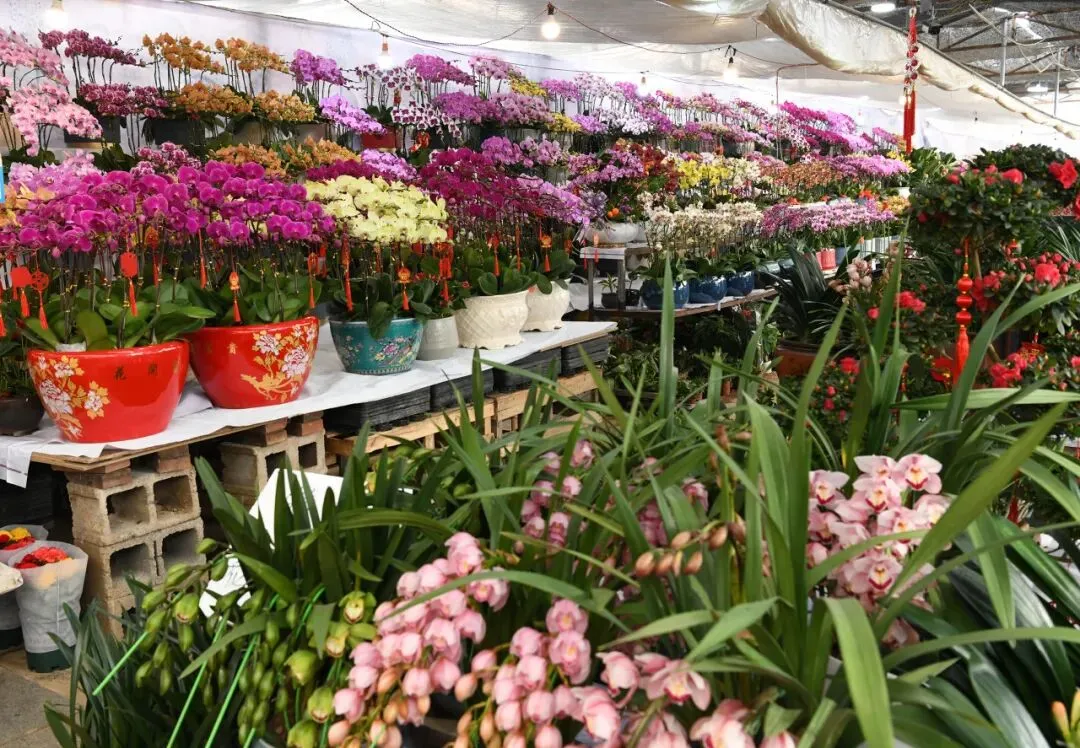 吴淞花鸟市场回归!上海这些花鸟市场看看你逛过几个?