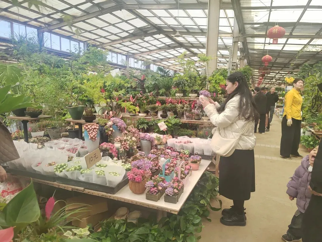 九朵荷|南阳花鸟市场:春天在这里落脚