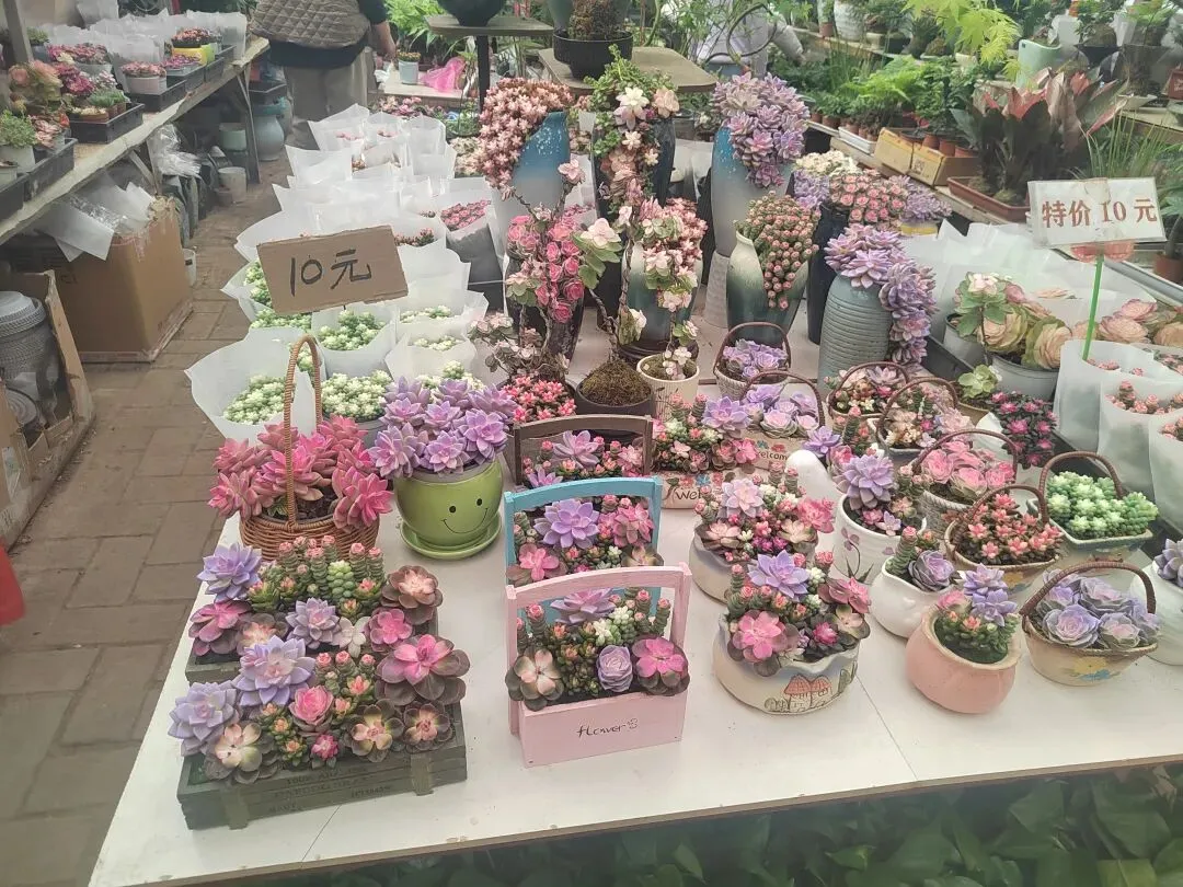 九朵荷|南阳花鸟市场:春天在这里落脚