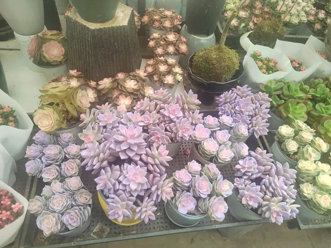 九朵荷|南阳花鸟市场:春天在这里落脚