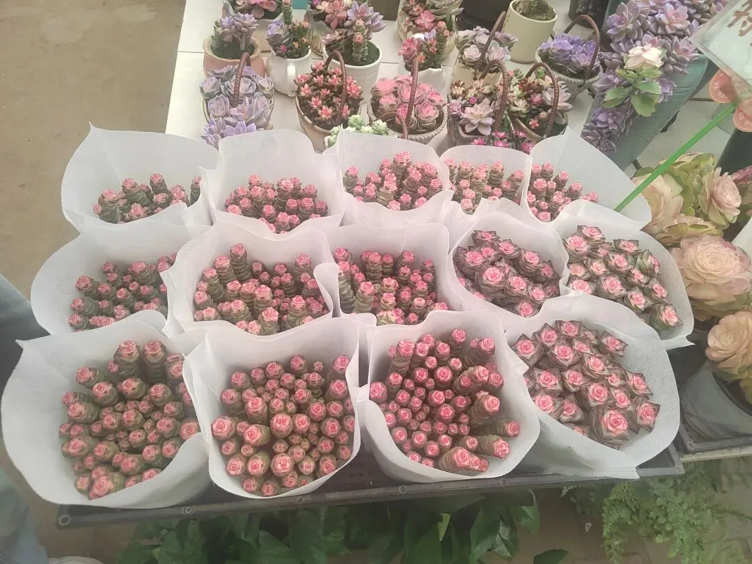 九朵荷|南阳花鸟市场:春天在这里落脚