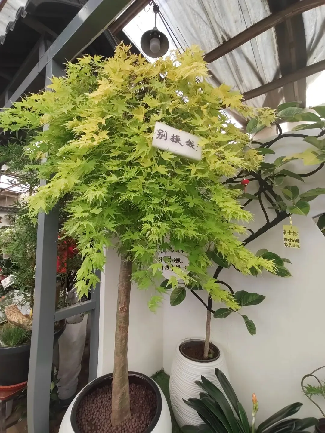 九朵荷|南阳花鸟市场:春天在这里落脚