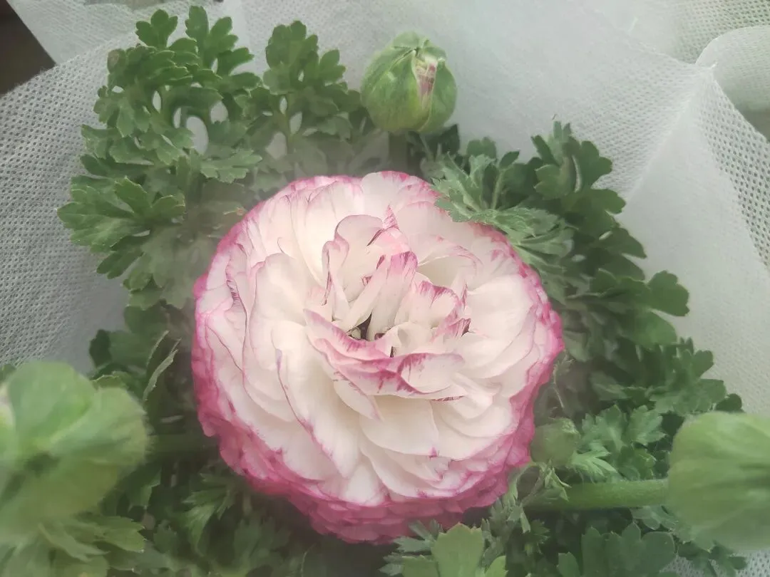 九朵荷|南阳花鸟市场:春天在这里落脚