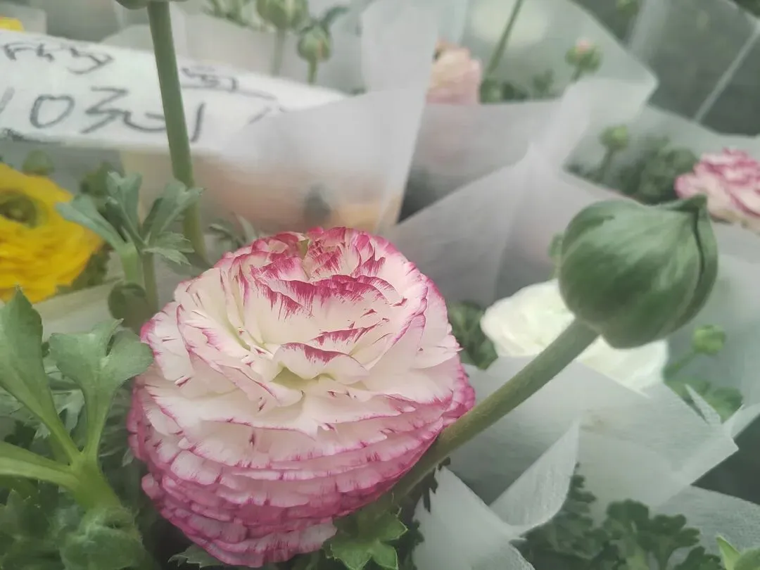 九朵荷|南阳花鸟市场:春天在这里落脚