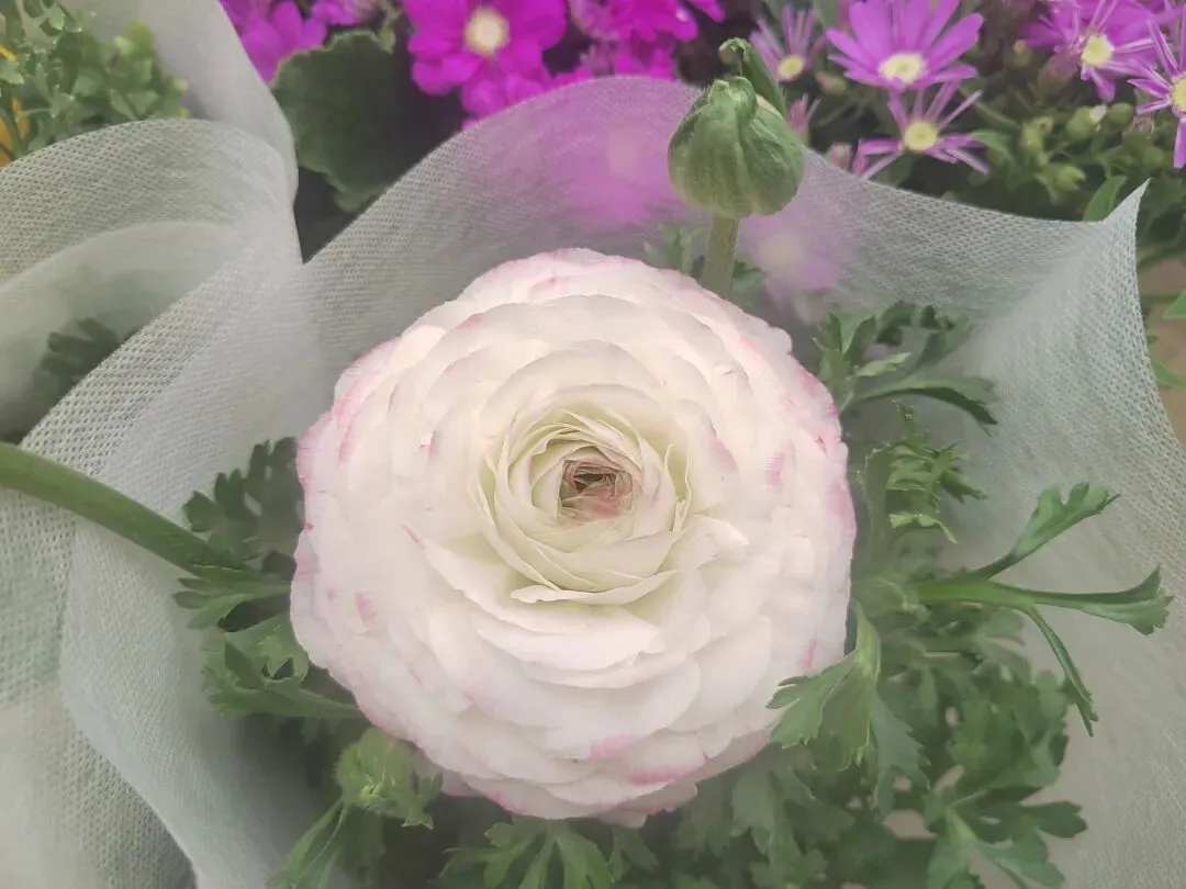 九朵荷|南阳花鸟市场:春天在这里落脚