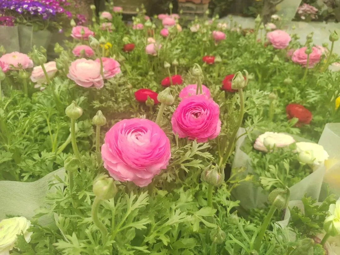 九朵荷|南阳花鸟市场:春天在这里落脚