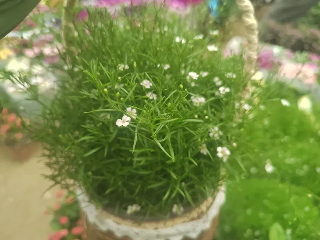 九朵荷|南阳花鸟市场:春天在这里落脚