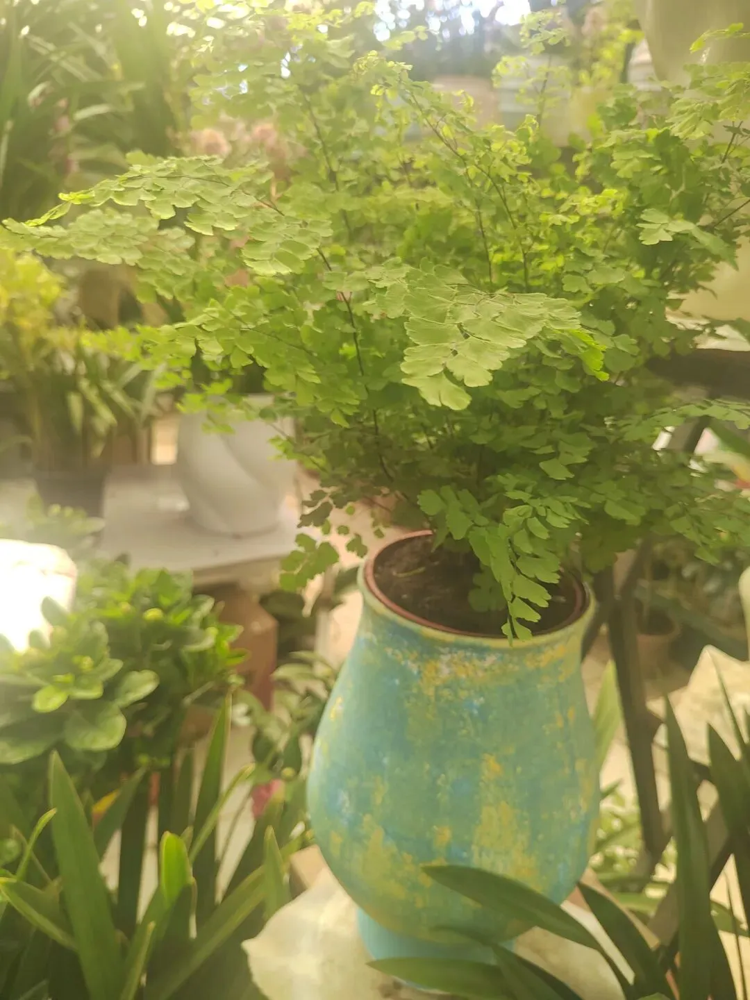 九朵荷|南阳花鸟市场:春天在这里落脚