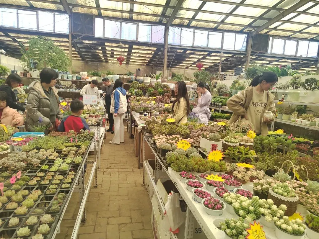 九朵荷|南阳花鸟市场:春天在这里落脚